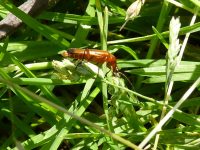 Common Red Soldier Beetle 