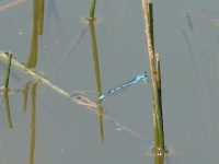 Damselfly 