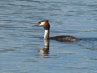 Great Crested Grebe 