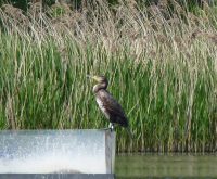 Juvenile Grey Heron 2 