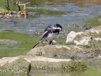 Pied Wagtail 
