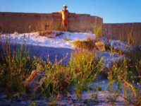 Beach Wildflowers 