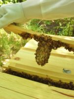 Bees Starting To Build Honey Comb 