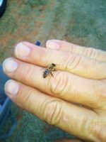 Nude Beekeeping