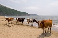 Cows permitted to bathe at Swedish nudist beach 